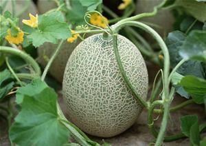 老头吃哈密瓜视频大全免费观看,老头吃哈密瓜视频大全,欢乐时光尽在此处 第3张 老头吃哈密瓜视频大全免费观看,老头吃哈密瓜视频大全,欢乐时光尽在此处 第3张